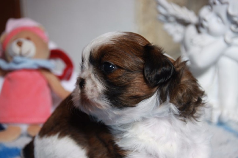 Chiots de Dolly et Filibert