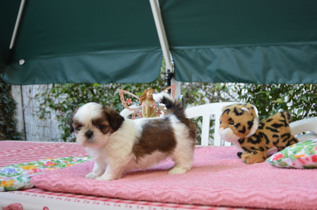 Des Royaumes Du Tibet - Shih Tzu - Portée née le 19/07/2018